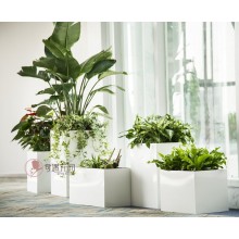 專注室內(nèi)綠植服務(wù)8年，綠植租賃，免費(fèi)養(yǎng)護(hù)，一站式商務(wù)空間